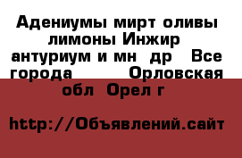 Адениумы,мирт,оливы,лимоны,Инжир, антуриум и мн .др - Все города  »    . Орловская обл.,Орел г.